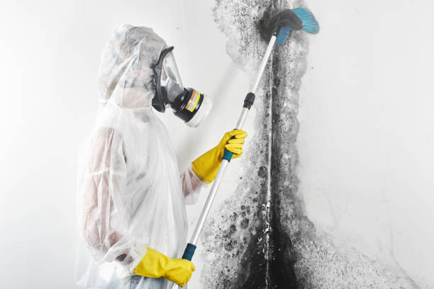 Wolf Lake, MI Mold Removal Company