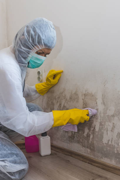 Best Mold Prevention Services  in Wolf Lake, MI